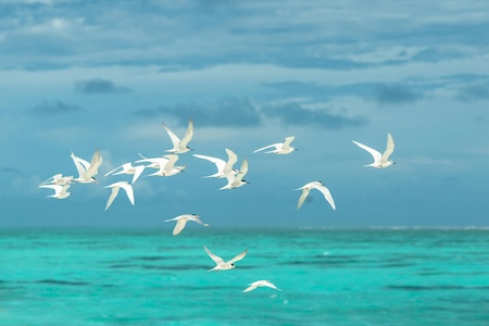 海