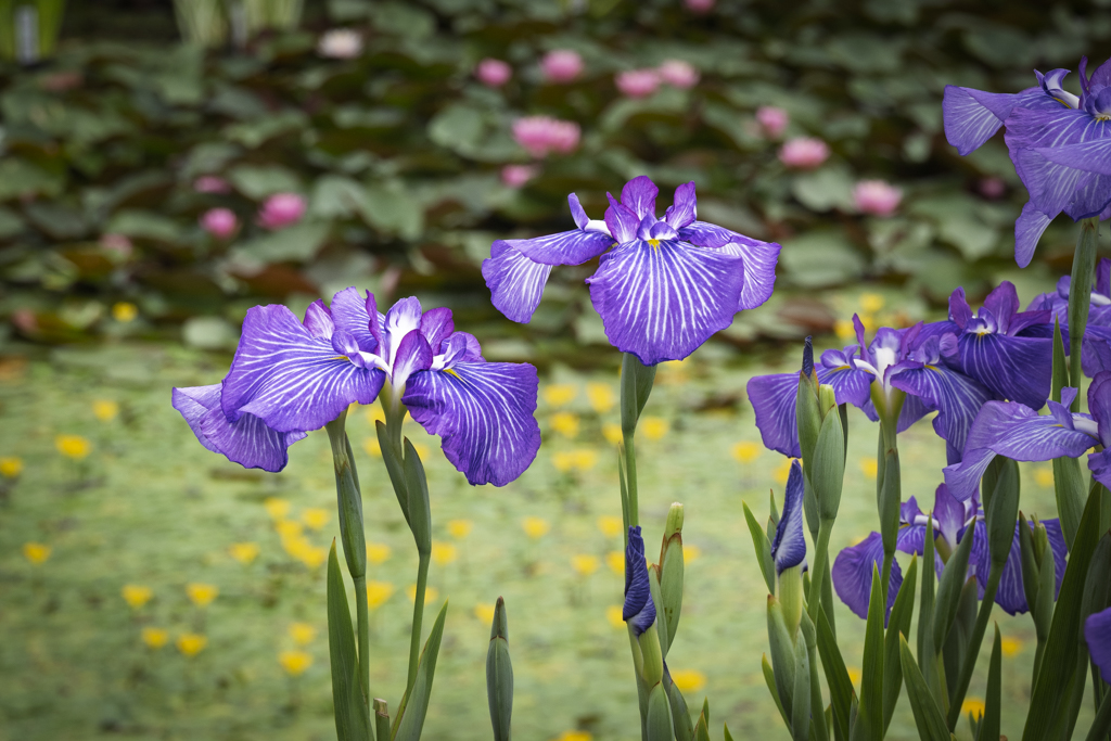 妍をきそう・堀切菖蒲園